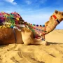Camel-in-Desert